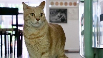 Menggemaskan ya kucing pemberani satu ini? Foto: vituzzosuperstar via boredpanda