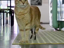 Kecelakaan, Kucing Ini Pakai Kaki Bionik
