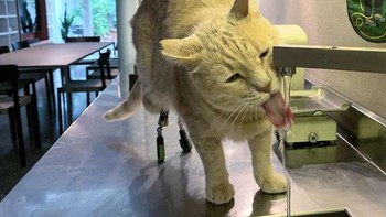 Pasangan ini memutuskan untuk memelihara Vito setelah ibu dari Silvia meninggal dunia dan sang ayah mulai mengencani seseorang yang memiliki alergi pada bulu kucing. Foto: vituzzosuperstar via boredpanda