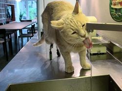 Kecelakaan, Kucing Ini Pakai Kaki Bionik