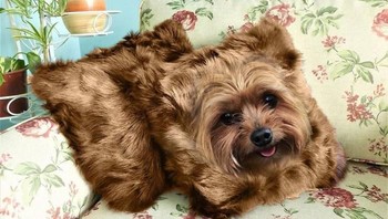 Bantal anjing. Foto: Bored Panda