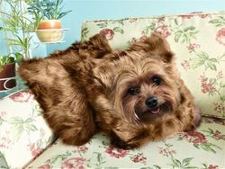 Editan Photoshop Unik Tapi Bikin Ngakak