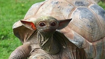 Kura-kura baby Yoda. Foto: Bored Panda 