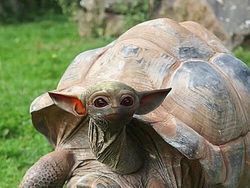 Editan Photoshop Unik Tapi Bikin Ngakak