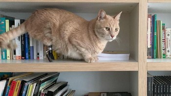 Vito adalah nama kucing di Italia yang diadopsi oleh Silvia Gottardi dan istrinya Linda Ronzoni. Foto: vituzzosuperstar via boredpanda