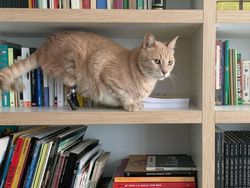 Kecelakaan, Kucing Ini Pakai Kaki Bionik