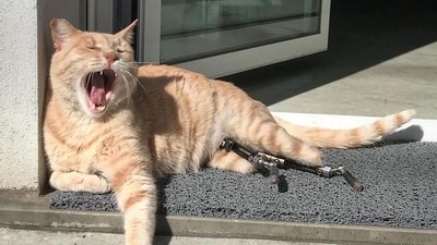 Kecelakaan, Kucing Ini Pakai Kaki Bionik