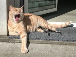 Kecelakaan, Kucing Ini Pakai Kaki Bionik