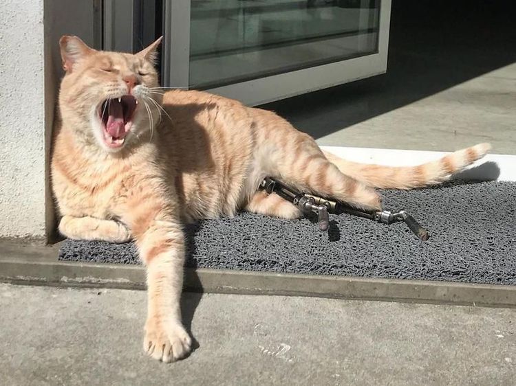 Kecelakaan, Kucing Ini Pakai Kaki Bionik