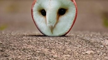 Seperti ini buah apel berpadu dengan kepala burung hantu. Foto: Bored Panda