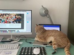 Kecelakaan, Kucing Ini Pakai Kaki Bionik