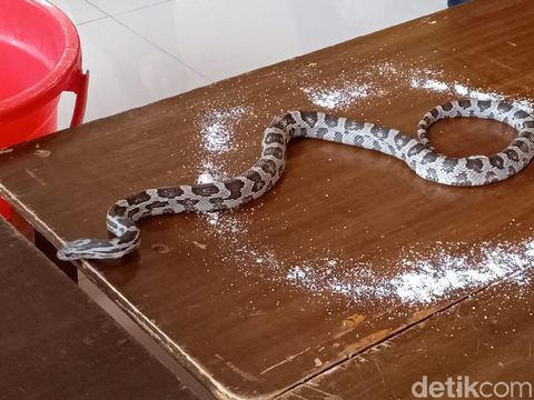 Mitos atau Fakta? Ular Bisa Ditangkal Pakai Garam