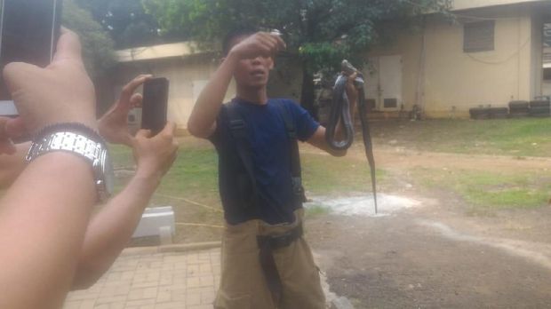 Damkar Tangkap Sanca dan 2 Ekor Kobra di Kantor PPA Jaktim