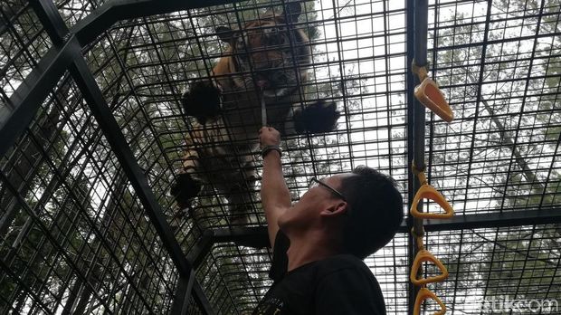 Pengunjung beri makan hewan buas/