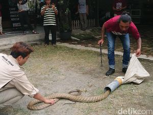 10 Cara Mencegah Ular Kobra Masuk Rumah, Dijamin Ampuh dan Aman