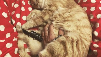 Pada tahun 2018, pasangan tersebut memutuskan untuk pergi bulan madu setelah menikah, Vito pun dirawat oleh salah seorang temannya. Foto: vituzzosuperstar via boredpanda