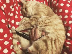 Kecelakaan, Kucing Ini Pakai Kaki Bionik