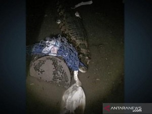 Buaya Bermunculan Bikin Resah Warga Kotim Kalteng