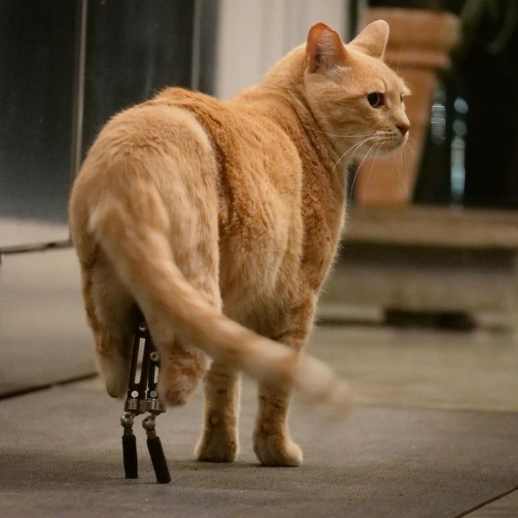 Kecelakaan Kucing Ini Pakai Kaki Bionik