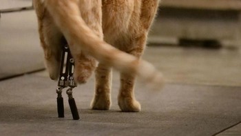 Sama dengan imutnya, masih totalitas banget deh! Foto: vituzzosuperstar via boredpanda