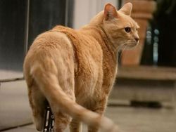 Kecelakaan, Kucing Ini Pakai Kaki Bionik