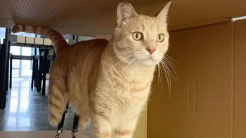 Kakinya mengalami luka yang parah sehingga dokter mengatakan amputasi adalah cara yang tepat untuk menyelamatkan Vito. Foto: vituzzosuperstar via boredpanda