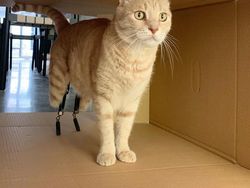 Kecelakaan, Kucing Ini Pakai Kaki Bionik