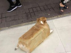 Editan Photoshop Unik Tapi Bikin Ngakak