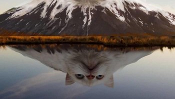 Bukan gunung Kucing, tapi gunung kucing. Foto: Bored Panda