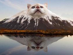 Editan Photoshop Unik Tapi Bikin Ngakak