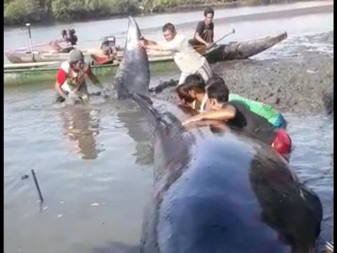 Paus Penuh Luka Terdampar di Sungai di Cilacap