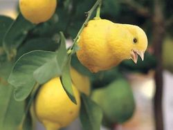 Editan Photoshop Unik Tapi Bikin Ngakak