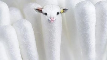 Cotton bud domba. Foto: Bored Panda