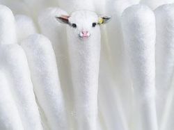 Editan Photoshop Unik Tapi Bikin Ngakak