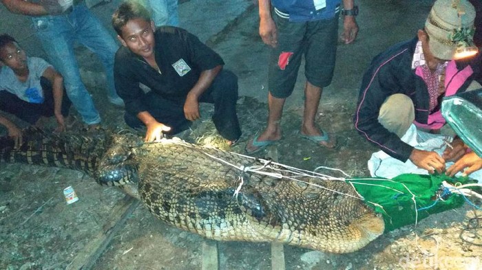 Mangsa Hewan Ternak, Buaya 3 Meter Ditangkap Warga Jambi