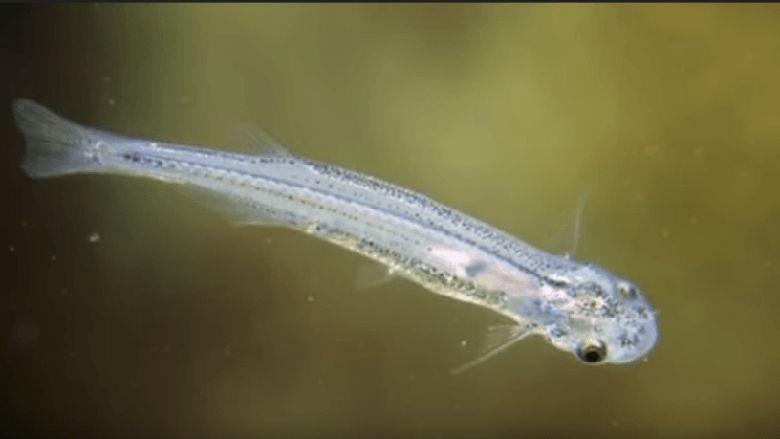 ikan candiru
