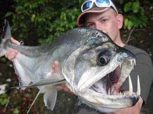 Ikan Vampir: Punya Tampang Seram, Giginya Runcing dan Panjang