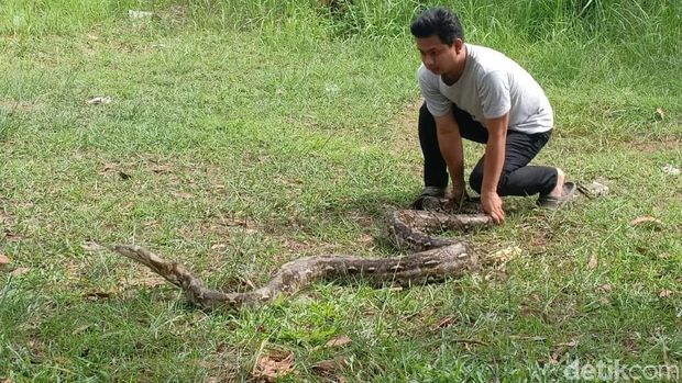 Ular Piton 4 Meter yang Ditemukan di Pamulang Dibawa ke Mako Damkar