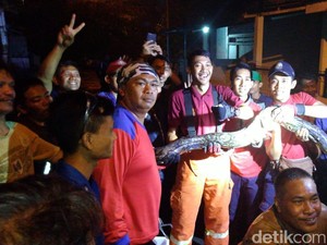 Detik-detik Menegangkan Penangkapan Piton 4 Meter di Pamulang Tangsel