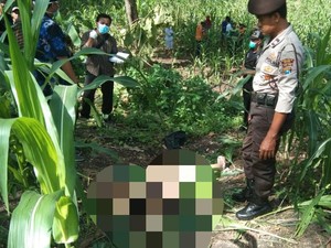 Mayat Wanita Bugil Ditemukan di Kebun Jagung Perhutani Ngawi