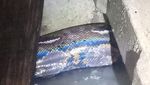 Penampakan Ular Piton 4 Meter yang Bikin Geger di Pamulang