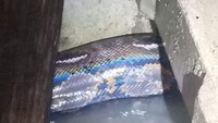 Petugas Damkar Tangsel, Sigit menjelaskan ular berukuran cukup besar itu pertama kali ditemukan oleh warga. Warga, kata Sigit, kemudian menginformasikan ke petugas Damkar Tangsel dan instansi lainnya. Petugas lalu mengevakuasi ular tersebut. (Foto: Dok. Istimewa)