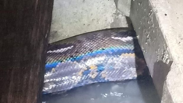 Cerita Warga Bukit Pamulang Indah soal Kemunculan Ular Piton: Gede Banget!