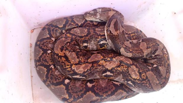 Ular Piton 4 Meter yang Ditemukan di Pamulang Dibawa ke Mako Damkar