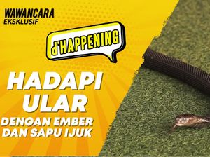 dHappening: Hadapi Ular dengan Ember Plastik dan Sapu Ijuk