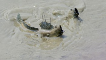  Foto pertempuran ikan Mudskipper yang diabadikan Daniel Field didapuk menjadi jawara di kategori behavior. Camera: Nikon D7200 body. Lens: AF-S VR Nikkor 300mm f/2.8G IF-ED II. Foto: Royal Society Publishing Photography Competition