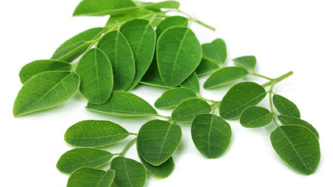 Daun Kelor, Peluntur Susuk Kaya Nutrisi yang Enak Disayur Bening