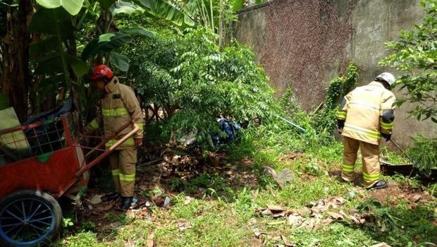 9 Anak Kobra Ditemukan di Ciracas Jaktim