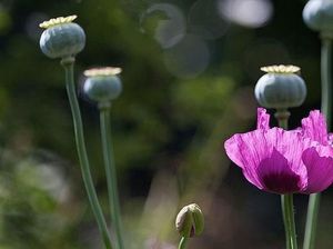 Seberapa Kaya Ladang Opium Sumber Uang Taliban?