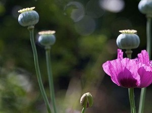 Seberapa Kaya Ladang Opium Sumber Uang Taliban?